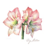 🌿 오늘은 휴식 좀...😌 #아마릴리스 #amaryllis #수채색연필 #botanicalartist #botanicalpainting #floralpainting... 
