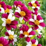 Flowers에 관한 165개의 최상의 Pinterest 이미지 | 아름다운 꽃, 식물 및 정원 가꾸기 Flowers