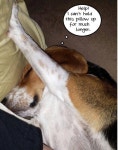Beagle strength! | 비글