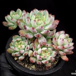 (할인)블루엘프(자연군생) 37-7(E. blue elf) - 다육식물(Succulent) (할인)블루엘프(자연군생) 37-7(E. blue elf) - 다육식물... 