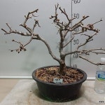 장수관 명자나무 0307-3-묵은주-꽃대있음-동일품배송 - 분재(Bonsai)
