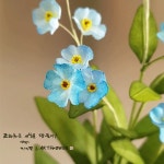 http://blog.naver.com/koreapaperart  #조화공예 #종이꽃 #페이퍼플라워 #한지꽃 #아트플라워 #조화 #조화인테리어 #인테리어조화... 