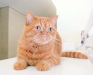 모모 chairman Momo | Binatang, Kucing, Hewan lucu