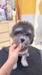 성성동애견미용 #퍼피썬 #doggrooming #groomer #doggroomer #trimmer #trimming | 천안애견미용 / 퍼피썬PUPPYSUN 해피쌤 | Facebook