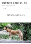 캣맘은 많은데 도그맘은 없는 이유 - 2023 | 동물, 귀여운 동물, 의식