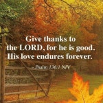 November에 있는 핀