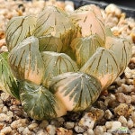수정진주 금(variegated) - 하월시아(Haworthia)