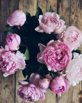Blume에 있는 Flower1님의 핀