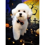 #펫테라피루이 #비숑 #비숑미용... | Dog breeds, Dogs, Skinny dog