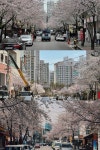 Cherry blossom in Seoul, South Korea - 서울 | South korea photography, Seoul, South korea