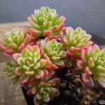 조이스툴루크금 3/12-229(Sedum Joyce tulloch) - 다육금(Variegated)