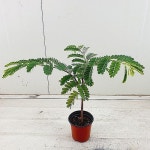 타마린드(Tamarindus indica) - 공기정화식물(air purifying plants)