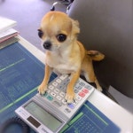 puppy love에 관한 580개의 최상의 Pinterest 이미지 | 강아지, 치와와 및 개와 고양이 puppy love