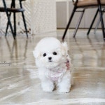 #비숑프리제그램 #비숑프리제 #비숑분양 #비숑스타그램 #비숑컷 #모델독 #멍스타그램 #독스타그램 #강아지 #애견 #강아지스타그램 #puppy | 動物