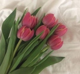 Pin by 뀨잉 on 감성.? | Tulips, Pretty flowers, Flower aesthetic