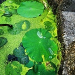 홀스앤독(HORSE AND DOG)partners with j on Instagram: #연잎 #프리미어아레나승마클럽 - 2023 | 거북이