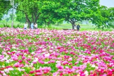 “13만 평이 청보리·작약으로 물들었어요”… 단 3일, 부모님과 가기 좋은 봄 축제