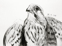 Baby Eagle🐤 @uniquepencil #아기독수리 #eagle #연필 #그림 #소묘 #크로키 #스케치 #펜그림 #pencil #pen #pintura #picture... 
