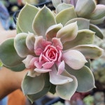 반지다육키핑 | [New] The 10 Best Garden Ideas Today (with Pictures) - #다육#다육이#다육식물#다육스타그램#식물스타그램#키핑하우스...