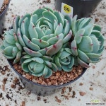 여황 - 다육식물(Succulents)