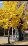은행나무 Yellow Trees