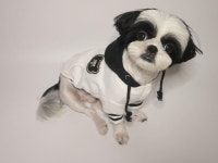 이름맞춤제작 후드 화이트🖤 제일 톡톡하고  제일 유니크해용🖤 . . #멍스타그램#소곰뿌#불러주개#유튜브#강아지옷쇼핑몰#애견쇼핑... 