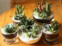 Pin de 미양 김 em 미니어처가든 | Idéias de jardinagem, Suculentas diy