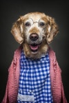 14 Photos Of Dogs Dressed In Human Clothing Based On Their Personalities Pin on 강아지