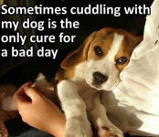 Doggy에 관한 18개의 최상의 Pinterest 이미지 Doggy