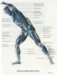 Pin by 성재 홍 on 인체크로키 | Human anatomy drawing, Anatomy sketches, Anatomy art