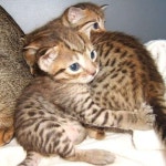 สมุดบันทึกสีขาว ㅅ (@mini_kabu) | Ocicat, Cats and kittens, Cat care