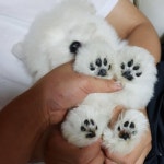 시간이 왜이리 빠른지...내년엔 돌섬이 애기때 닮은 강생이들 기대합니다.😊 #울돌섬이 애기때 체형은 정말 😙 #한국꼬똥켄넬#꼬똥... 