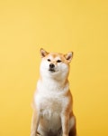 Studio dive pet : 시바