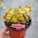 후레쉬워터 유럽제라늄 (동일품발송)(Pelargonium(Geranium)) - 공기정화식물(air purifying plants)