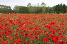 수원 탑동 시민농장 꽃양귀비 수원 탑동 시민농장 꽃양귀비 | 수원