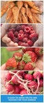 Gardening에 관한 35개의 최상의 Pinterest 이미지 Gardening