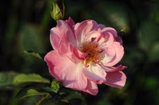 RÓŻE II/Roses II | 유화