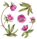 Pin on 보태니컬 색연필