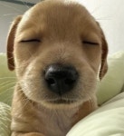 강아지 | 귀여운 아기 동물, 귀여운 개