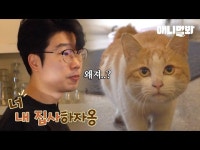 그렇게 (팔자에도 없던) 냥집사가 된다. ㅣPeople Chosen By Stray Cats Has Something Amazing In Common | 영화, 유머, 동물 농장