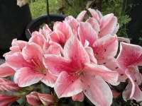 아젤리아 - 핑크스타 아젤리아 - 핑크스타 in 2024 | Gallery