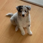 앉아!기다려 교육 모두 마스터.  #셔틀랜드쉽독 #독스타그램 #sheepdog #shetlandsheepdog #셀티 #sheltie #반려견 #joy #애견 #... | 애견