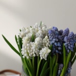 귀여운 #무스카리  #천안꽃집 #불당동꽃집 #플로리스트 | 플로리스트