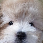 춘옥이 아빠 저도 섹시하게  춘옥이 아빠 저도 섹시하게 해주세요 . . . #한국꼬똥켄넬#꼬똥#꼬똥드툴레아#꼬똥분양#꼬통... 