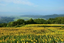 Sunflowers에 있는 Flowers In Heart님의 핀 | 꽃