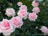 Pin page fleurs에 있는 핀
