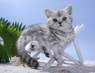 Pin by shan White on 댕댕냥냥멍멍 | Silver tabby kitten, Kittens, Cute cats