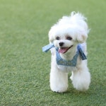 #말티즈 #PERI #페리 #FPERI #peristagram #maltese #malteseofinstagram #조이피아 #미나쌤표페리컷 #말티즈귀툭스타일 #말티즈가위컷... 
