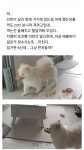 [스압] 회사에서 일하다가 집 cctv보고 반차쓸뻔한 사람,,