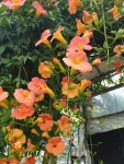 대전천아트/ 능소화그리기/ 여름꽃/넝쿨/ 주황물결/ 천아트자격증반/ 취미반수강 대전가오풀잎문화센터 010-2242-4057 - 2020 | 여름 꽃, 식물